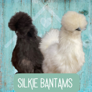Silkie Bantams 2026
