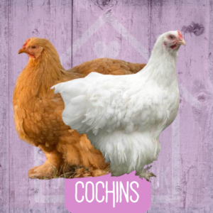 Cochin 2026