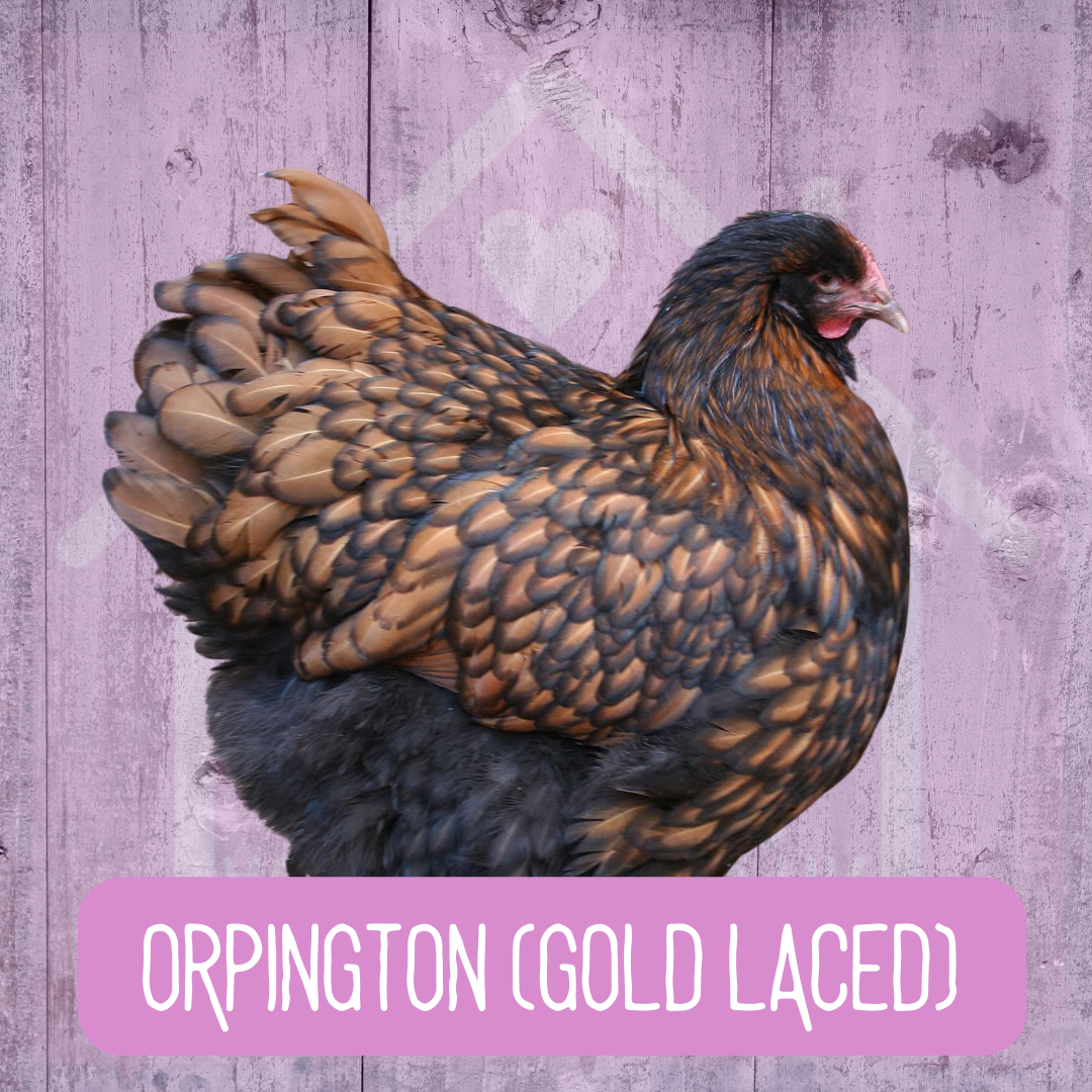 Orpington 2026 - Image 2