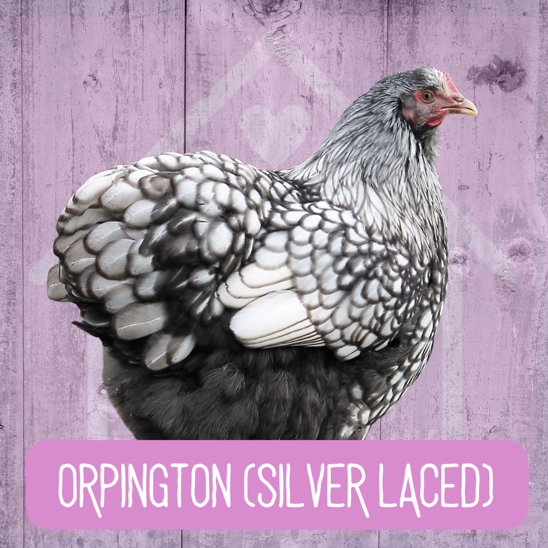 Orpington 2026 - Image 4