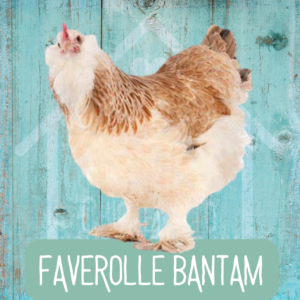 Faverolles Bantams 2026