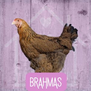 Brahma 2026