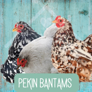 Pekin Bantams 2026