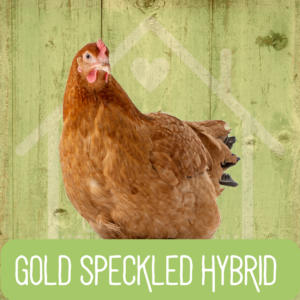 Speckledy Gold 2026