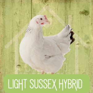 Light Sussex 2026