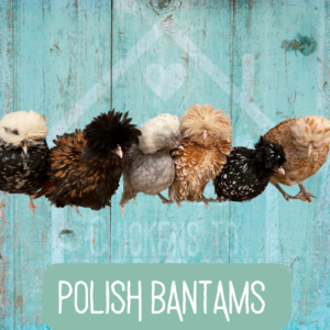 Polish Bantams 2026