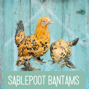 Sablepoot Bantams 2026