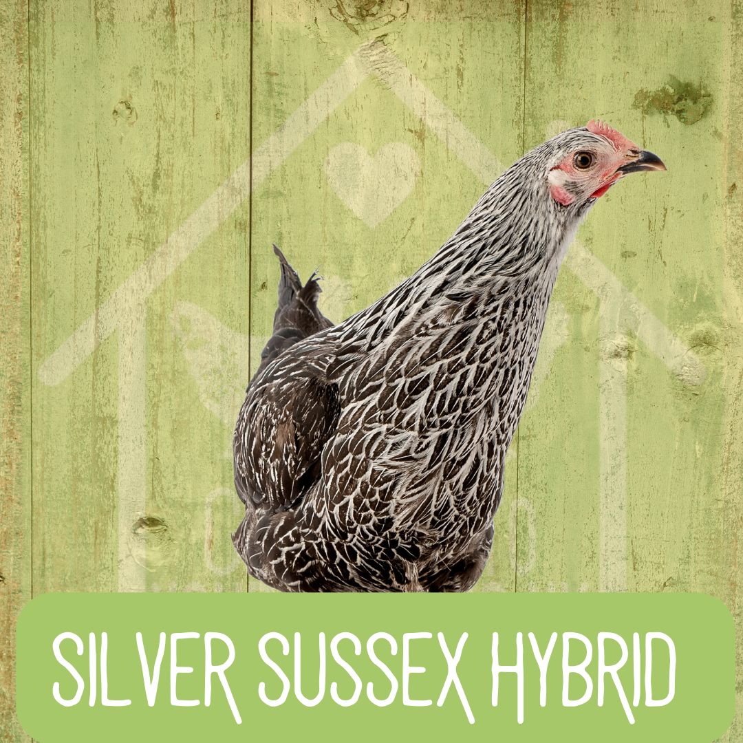 Silver Sussex 2026 - Image 3