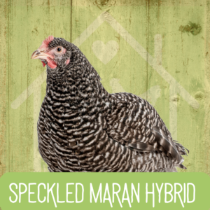Speckledy Maran 2026