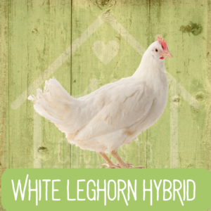 White Leghorn 2026
