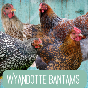 Wyandotte Bantams 2026