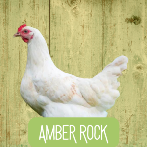 Amber Rock 2026