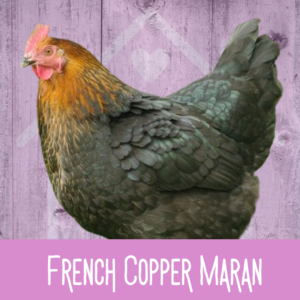 French Copper Maran 2026