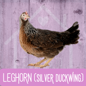 Silver Duckwing Leghorn 2026