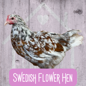 Swedish Flower Hen 2026