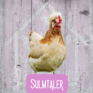 Sulmtaler 2026